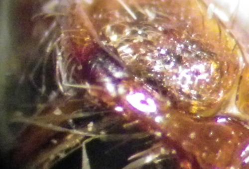 Nomada ruficornis